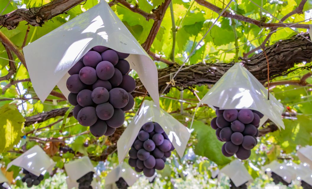 フルーツ事業詳細