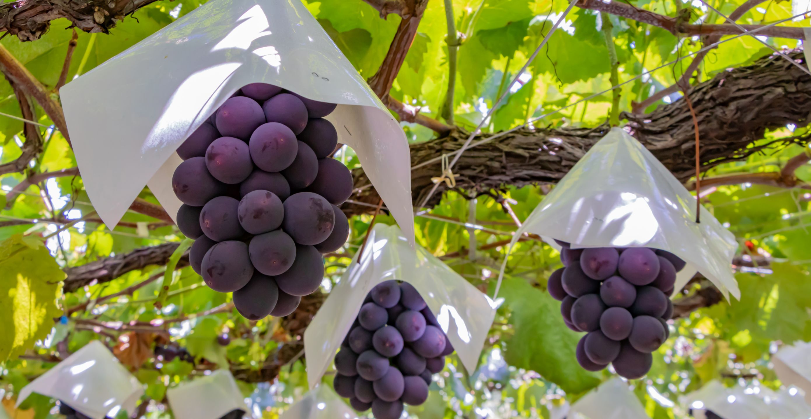 メインビジュアル